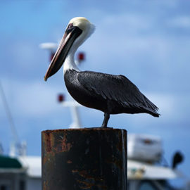 Lorem dolor sit amet ipsum